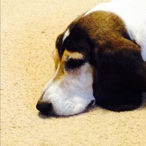 Meet your Posher, Eva